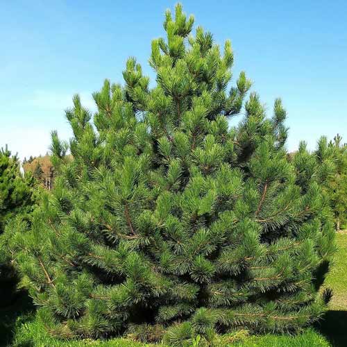 Sosna pospolita interface.image 1 interface.art 9462