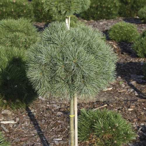 Sosna wejmutka Greg, C5 interface.image 1 interface.art 8258