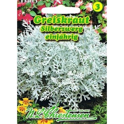 Starzec popielny interface.image 1 interface.art 87817