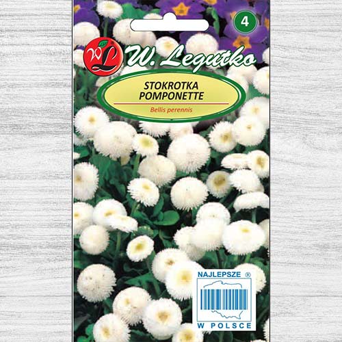 Stokrotka pospolita Pomponette biała Legutko interface.image 1 interface.art 78617