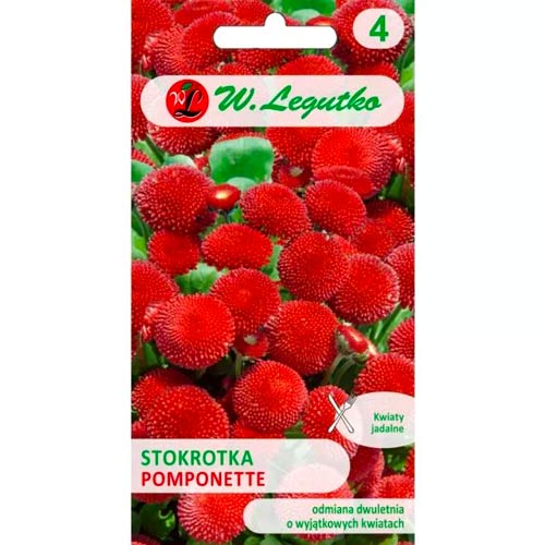 Stokrotka Pomponette czerwona interface.image 1 interface.art 78619