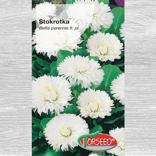 Stokrotka wielkokwiatowa biała interface.image 1 interface.art 77588