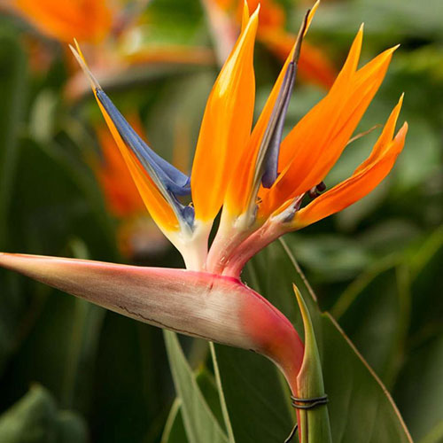 Strelicja królewska Legutko interface.image 1 interface.art 87121