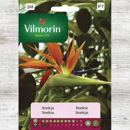 Strelicja królewska (Rajski Ptak), nasiona interface.image 1 interface.art 86653