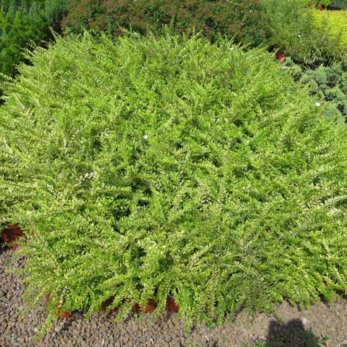 Suchodrzew mirtolistny Elegant interface.image 1 interface.art 9571