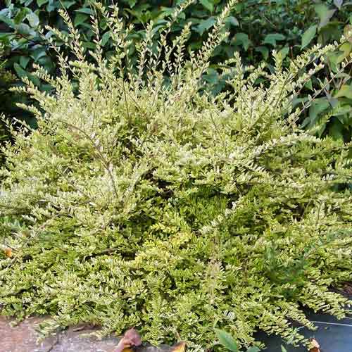 Suchodrzew mirtolistny Lemon Beauty interface.image 1 interface.art 9524