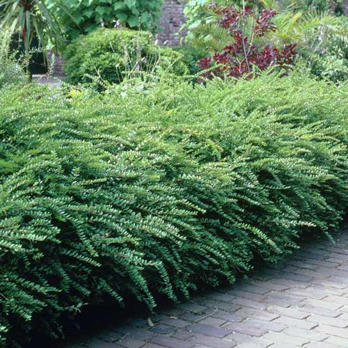 Suchodrzew mirtolistny Maigrün interface.image 1 interface.art 9570