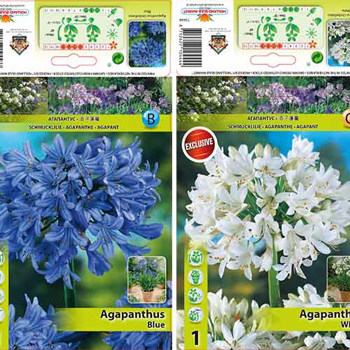 Agapant, zestaw 2 odmian interface.image 1 interface.art 76516