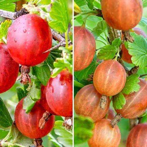 Zestwa Agrest bezkolcowy, 2 sadzonki interface.image 1 interface.art 8042