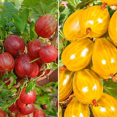 Super oferta! Agrest bezkolcowy, zestaw 2 odmian interface.image 1 interface.art 7611