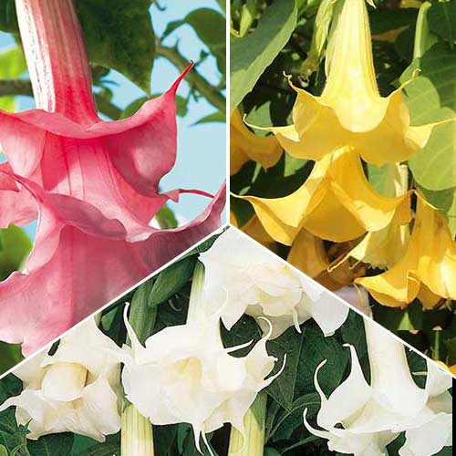 Brugmansja Angel's, zestaw 3 sadzonek interface.art zdjęcie 1 Brugmansja Angel's, zestaw 3 sadzonek interface.image 1 interface.art 76658