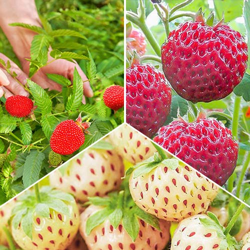 Super oferta! Egzotyczne truskawki, zestaw 3 odmian interface.art zdjęcie 1 Super oferta! Egzotyczne truskawki, zestaw 3 odmian interface.image 1 interface.art 8091