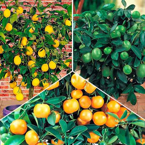 Egzotyczny mix, zestaw 3 sadzonek interface.image 1 interface.art 76660