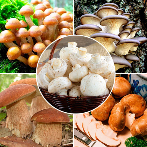 Super Oferta! Zestaw grzybni "Domowa uprawa", 5 opakowań interface.image 1 interface.art 9756