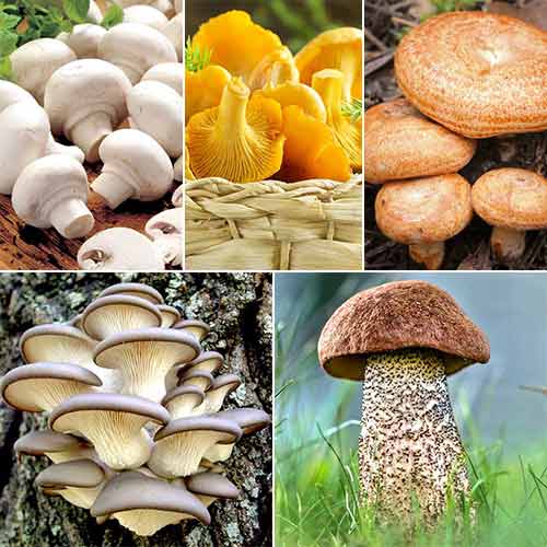 Super oferta! Grzyby smażone, zestaw 5 odmian grzybni interface.image 1 interface.art 9764