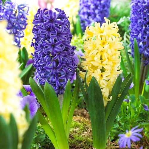 Super oferta! Hiacynt City of Haarlem, Hiacynt Blue Jacket, zestaw 2 odmian interface.image 1 interface.art 67909