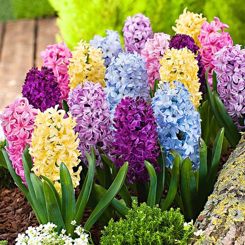 Super oferta! Hiacynt mix kolorów, zestaw 15 cebul interface.image 1 interface.art 67938