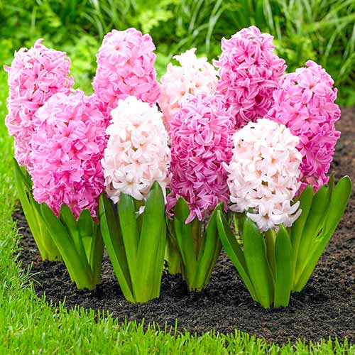 Super oferta! Hiacynt White Pearl, Hiacynt Pink Pearl, 2 odmiany interface.image 1 interface.art 67910