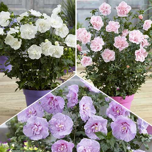 Super oferta! Hibiskus (Ketmia syryjska) Chiffon, zestaw 3 odmian interface.image 1 interface.art 9552