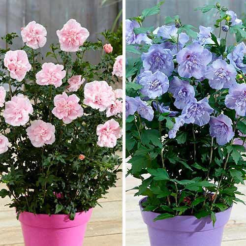 Super oferta! Hibiskus Chiffon, zestaw 2 odmian interface.image 1 interface.art 76661