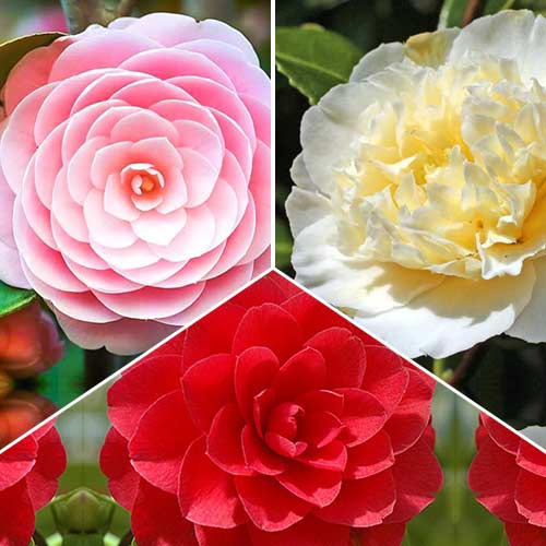 Super oferta! Kamelia japońska, zestaw 3 odmian interface.image 1 interface.art 76659