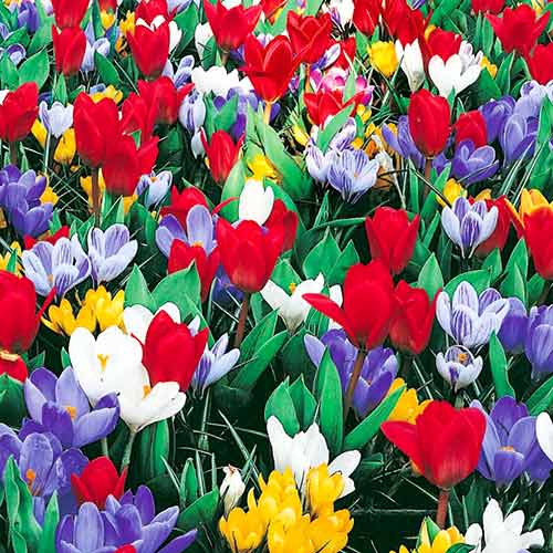 Super oferta! Krokus Jeanne D`Arc, Krokus Remembrance, Tulipan Showwinner, zestaw 25 cebul interface.image 1 interface.art 67903