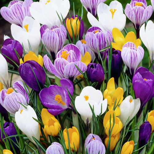Super oferta! Krokus mix kolorów, zestaw 50 cebul interface.image 1 interface.art 67939