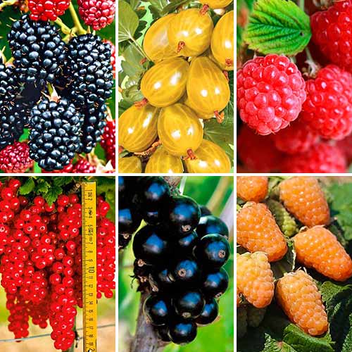 Super oferta! Krzewy owocowe ''Smak dzieciństwa'', zestaw 6 odmian interface.image 1 interface.art 7590