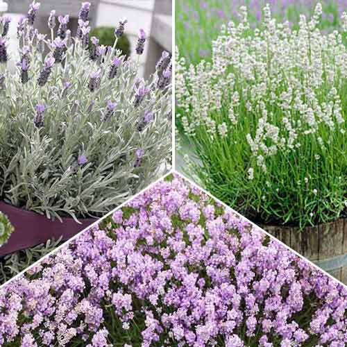 Super oferta! Lawenda, zestaw 3 odmian interface.image 1 interface.art 68796