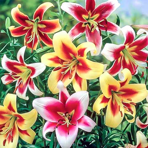 Super oferta! Lilia drzewiasta, zestaw 5 cebul interface.image 1 interface.art 67935