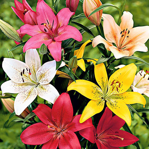 Super oferta! Lilia mieszańcowa L.A., zestaw 8 cebul interface.image 1 interface.art 67934