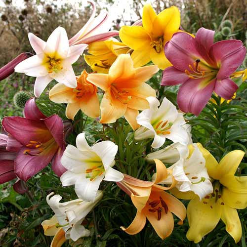 Super oferta! Lilie trąbkowe, zestaw 3 odmian interface.image 1 interface.art 68370