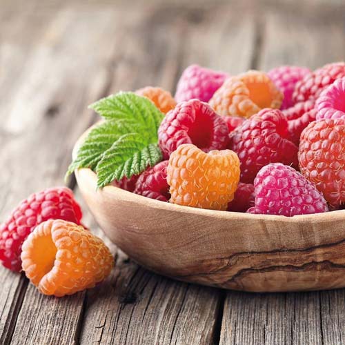 Super  Oferta!   Malina Quattro 4  sadzonki interface.image 2 interface.art 4953