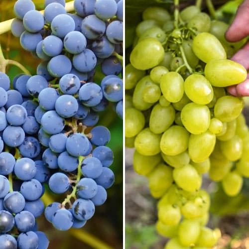 Super oferta! Zestaw winorośli superwczesnych, 2 odmiany interface.image 1 interface.art 4958