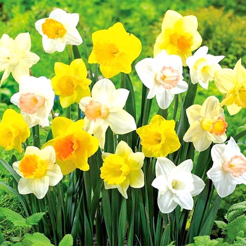 Super oferta! Narcyz wielkokwiatowy mix kolorów, zestaw 25 cebul interface.image 1 interface.art 67912