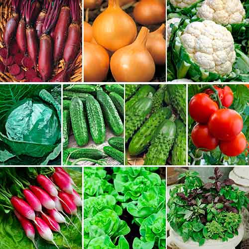 Super oferta! Nasiona otoczkowane, zestaw 10 opakowań interface.image 1 interface.art 69446