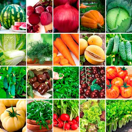 Super oferta! Nasiona warzyw Mega, zestaw 20 opakowań interface.image 1 interface.art 66864