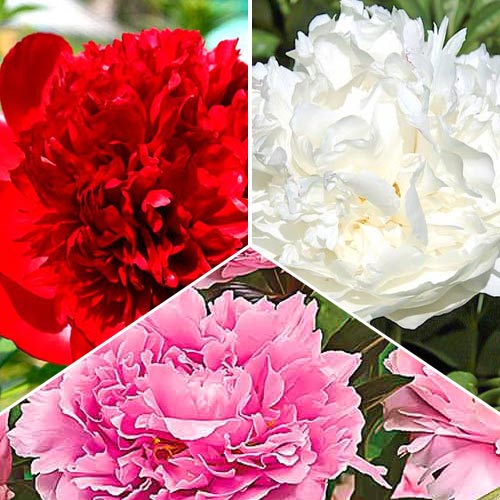 Piwonia, zestaw 3 odmian interface.image 1 interface.art 76507