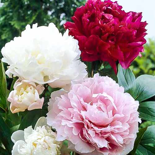 Super oferta! Piwonia, zestaw 3 odmian interface.image 1 interface.art 68367