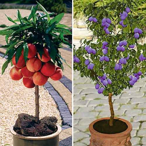 Super Oferta! Super słodkie mini drzewka, zestaw 2 odmian: interface.image 1 interface.art 4225