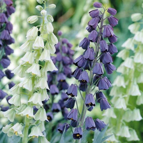 Super oferta! Szachownica perska, zestaw 2 odmian interface.art zdjęcie 1 Super oferta! Szachownica perska, zestaw 2 odmian interface.image 1 interface.art 67930