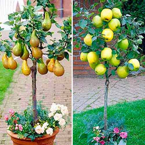 Super Oferta! Tradycyjne odmiany mini drzewek, zestaw 2 odmian: interface.image 1 interface.art 4224