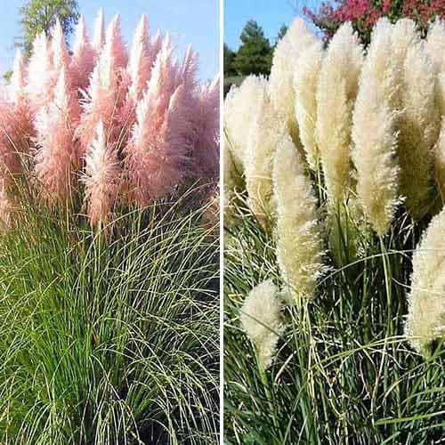 Trawa pampasowa, mix kolorów interface.image 1 interface.art 76680