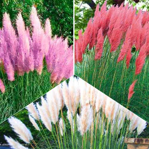 Super oferta! Trawa pampasowa, zestaw 3 odmian interface.image 1 interface.art 9118