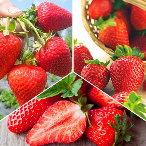 Zestaw Truskawki ultra powtarzające, 3 odmiany interface.art zdjęcie 1 Zestaw Truskawki ultra powtarzające, 3 odmiany interface.image 1 interface.art 5416