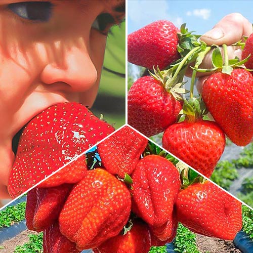 Super Oferta! Truskawki - wybór ogrodników, zestaw 3 odmian interface.image 1 interface.art 9838