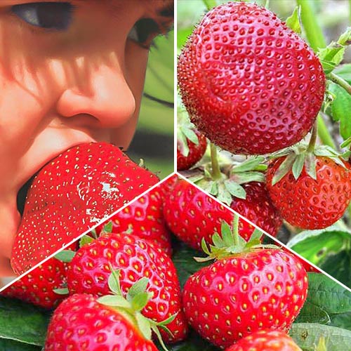 Super oferta! Truskawki XXL, zestaw 3 odmian interface.image 1 interface.art 9837