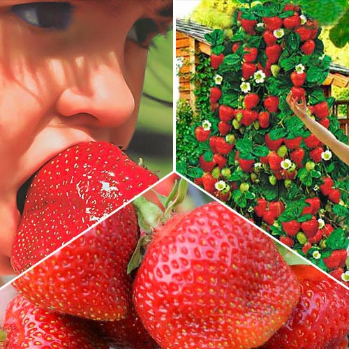 Super oferta! Truskawkowy hit sezonu, zestaw 3 odmian interface.image 1 interface.art 9824