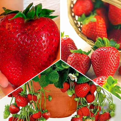 Zestaw Truskawkowy rekord zbioru, 3 odmiany interface.image 1 interface.art 5417