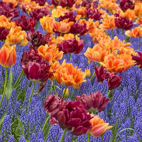 Super oferta! Tulipan Herman Emmink, Tulipan Antraciet, Szafirek armeński, zestaw 30 cebul interface.image 1 interface.art 67907